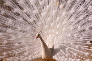 White Peacock On Daytime Wallpaper