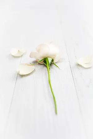 White-petaled Rose Iphone Wallpaper