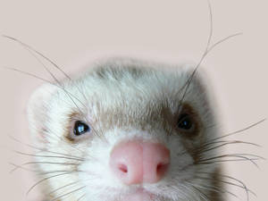 White Pink Ferret Wallpaper