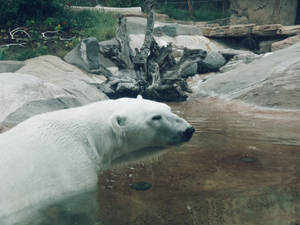 White Polar Bear On Body Of Water Wallpaper
