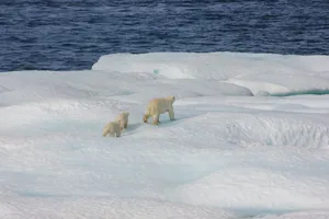 White Polar Bear On Snow Covered Ground During Daytime Wallpaper