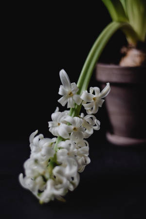 White Potted Hyacinth Flower Wallpaper