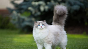 White Ragdoll Cute Cat Hd Wallpaper