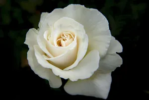 White Rose Hd Wallpaper