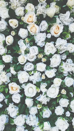 White Roses Iphone Flower Field Wallpaper