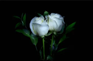 White Roses On A Black Background Wallpaper