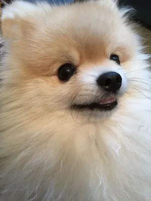 White Small Dog Pomeranian Close Up Angle Shot Wallpaper