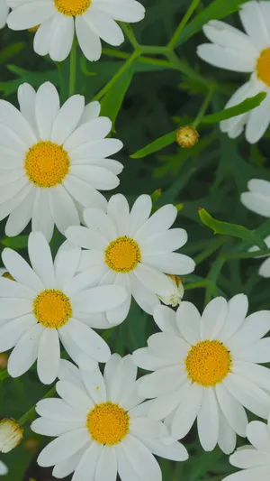 White Spring Daisy Iphone Wallpaper