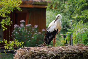 White Stork Nestingin Garden.jpg Wallpaper