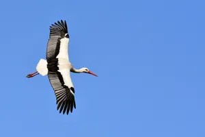 White Stork Spread Wings Flight Sky Wallpaper