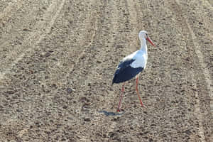 White Stork Walkingin Field.jpg Wallpaper