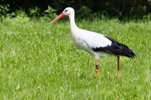 White Storkin Grassy Field.jpg Wallpaper