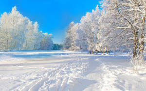 White Winter Wonderland Wallpaper