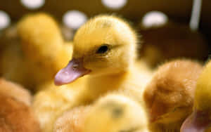 Who Can Resist The Cuteness Of This Adorable Duck? Wallpaper