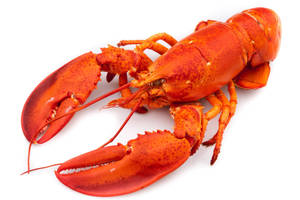 Whole Body Of Cooked Lobster Wallpaper