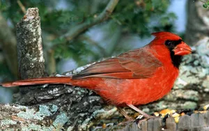 Wide-eyed Cardinal Wallpaper