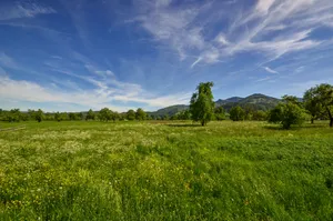 Wide Meadow Grassland Wallpaper