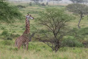 Widescreen Giraffe Photography Wallpaper