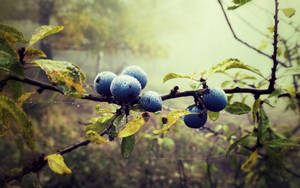 Wild Blueberries On Branches Wallpaper