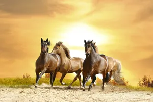 Wild Horses At Sunset Wallpaper