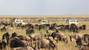 Wildebeest Migration In The Serengeti National Park Wallpaper