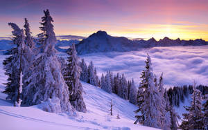 Windows Winter Sunset Over Forest Wallpaper