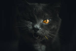 Winking Dark Gray Cat Wallpaper