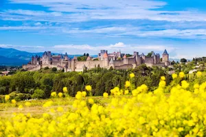 Winter Rapeseed In Carcassonne France Wallpaper