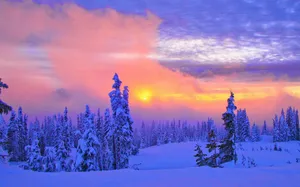 Winter Scene Intense Sunset Wallpaper