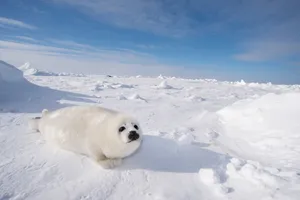 Winter Season Harp Seal Wallpaper
