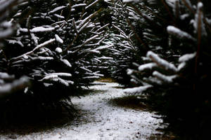 Winter Tranquility - A Scenic Snow-covered Forest Path Wallpaper