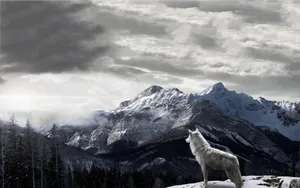 Winter Wolf Wallpaper