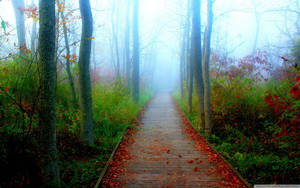 Wisconsin Vintage Pathway Wallpaper