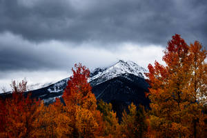 Withering Trees Near Snow-covered Mountains Wallpaper