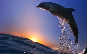 “witness The Beauty Of A Dolphin Sunset” Wallpaper