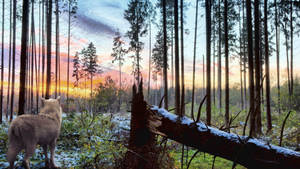 Wolf In Forest During Sunset Wallpaper