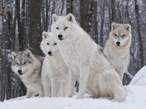 Wolf Pack White On Snow Wallpaper