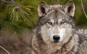 Wolf With Grimacing Eyes Desktop Wallpaper