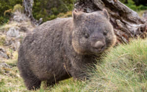 Wombatin Natural Habitat.jpg Wallpaper