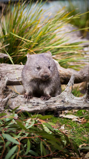 Wombatin Natural Habitat.jpg Wallpaper