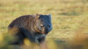 Wombatin Natural Habitat Wallpaper