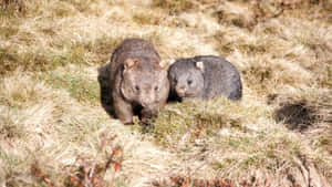 Wombatsin Nature.jpg Wallpaper