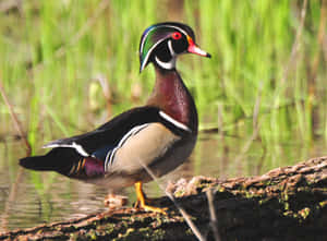 Wood Duck Walking For Duck Hunting Desktop Wallpaper