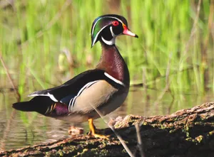 Wood Duck Walking For Duck Hunting Desktop Wallpaper