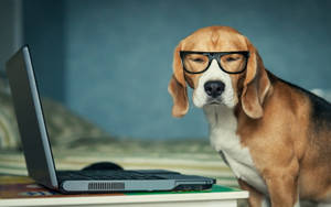 Working Beagle Dog Wallpaper