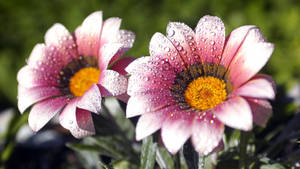 World's Most Beautiful Flowers African Daisy Wallpaper