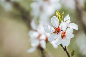 World's Most Beautiful Flowers Almond Blossoms Wallpaper