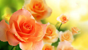 World's Most Beautiful Flowers Peach Roses Wallpaper