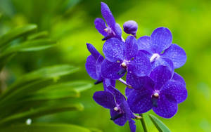 World's Most Beautiful Flowers Purple Orchids Wallpaper