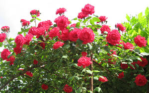 World's Most Beautiful Flowers Red Roses Wallpaper
